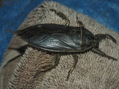 Lethocerus distinctifemur