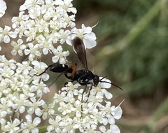 Cryptocheilus versicolor