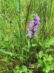 Dactylorhiza maculata