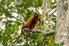Alouatta