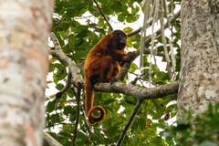 Alouatta