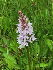 Dactylorhiza fuchsii