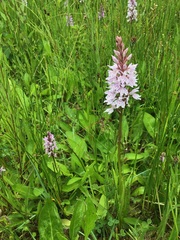Dactylorhiza fuchsii