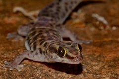 Pachydactylus tigrinus