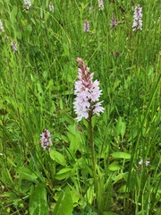 Dactylorhiza fuchsii