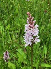 Dactylorhiza fuchsii