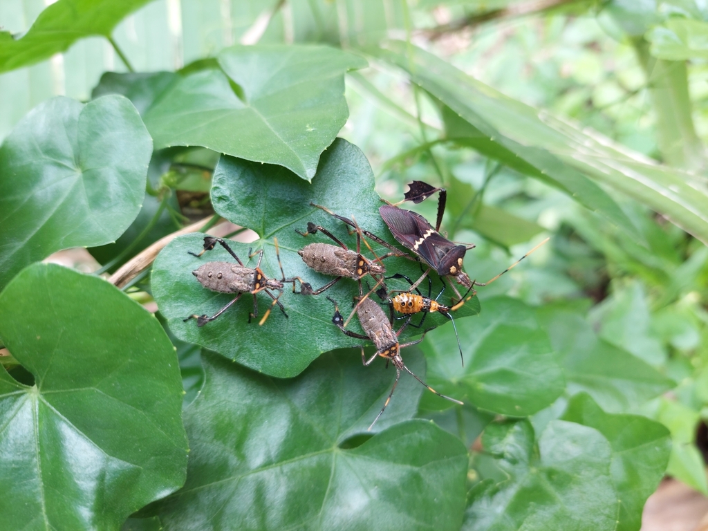 Leptoglossus zonatus from Provincia de Alajuela, Alajuela, Costa Rica ...