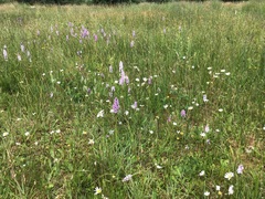 Dactylorhiza maculata