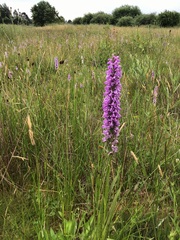 Dactylorhiza maculata