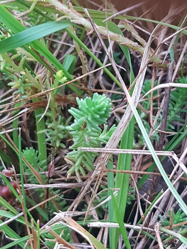Sedum sexangulare