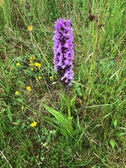 Dactylorhiza maculata