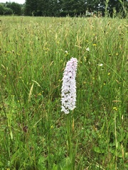 Dactylorhiza maculata
