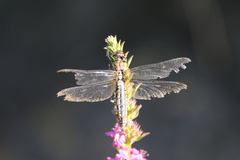 Lyriothemis pachygastra