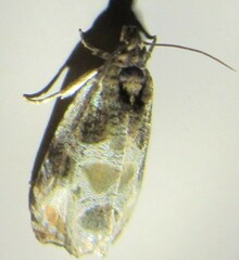 Olethreutes connectum