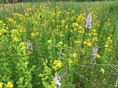 Dactylorhiza maculata