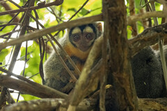 Aotus nigriceps