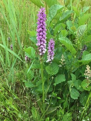 Dactylorhiza maculata