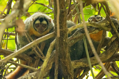 Black-headed Night Monkey