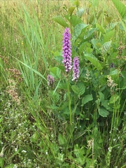 Dactylorhiza maculata