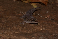 Pachydactylus tigrinus