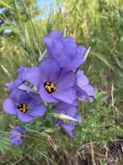 Eustoma russellianum