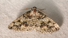 Cleorodes lichenaria