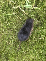 Sorex arcticus