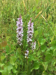 Dactylorhiza maculata