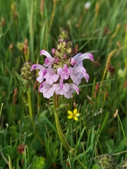 Pedicularis cheilanthifolia