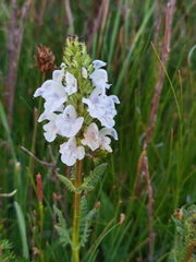 Pedicularis cheilanthifolia