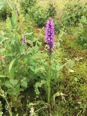 Dactylorhiza maculata