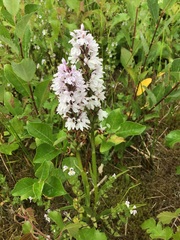 Dactylorhiza fuchsii