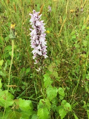 Dactylorhiza fuchsii