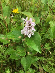 Dactylorhiza fuchsii