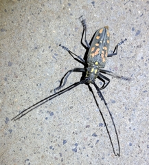 Batocera lineolata