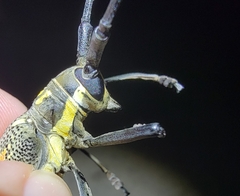 Batocera lineolata