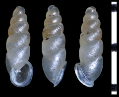 Carychium clappi