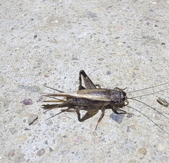 Loxoblemmus equestris