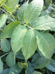 Sambucus racemosa