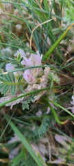 Astragalus sempervirens