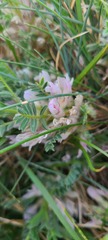 Astragalus sempervirens
