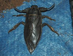 Lethocerus distinctifemur