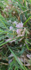 Astragalus sempervirens