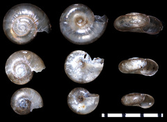 Glyphyalinia wheatleyi