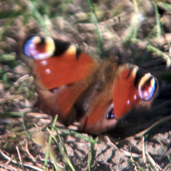 Aglais io