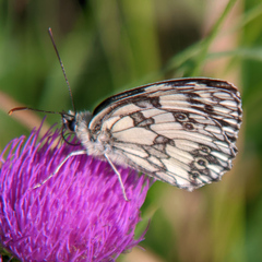 Melanargia galathea