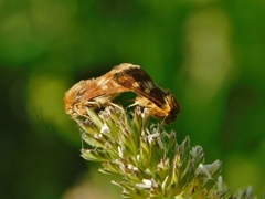 Schinia cardui