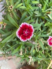 Dianthus chinensis × barbatus