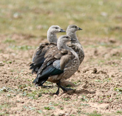 Cyanochen cyanoptera