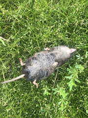 Sorex arcticus